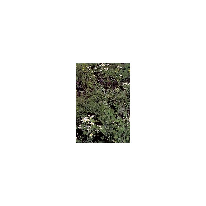 Balsamite (Menthe Coq) – Feuilles en Vrac | Tanacetum balsamita | Michel Pierre