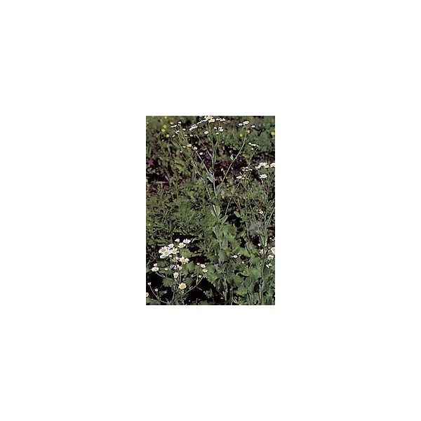 Balsamite (Menthe Coq) – Feuilles en Vrac | Tanacetum balsamita | Michel Pierre