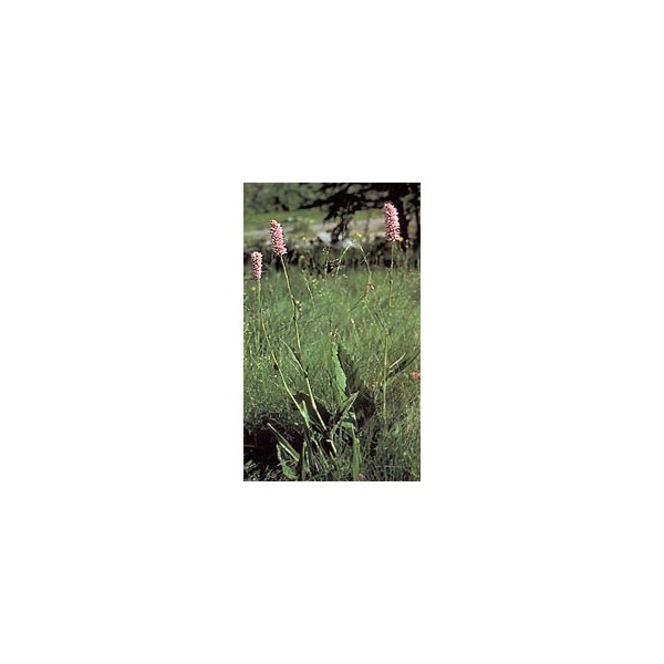 Bistorte - Racines en vrac