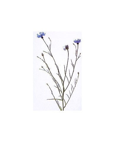 Bleuet - Fleurs en vrac