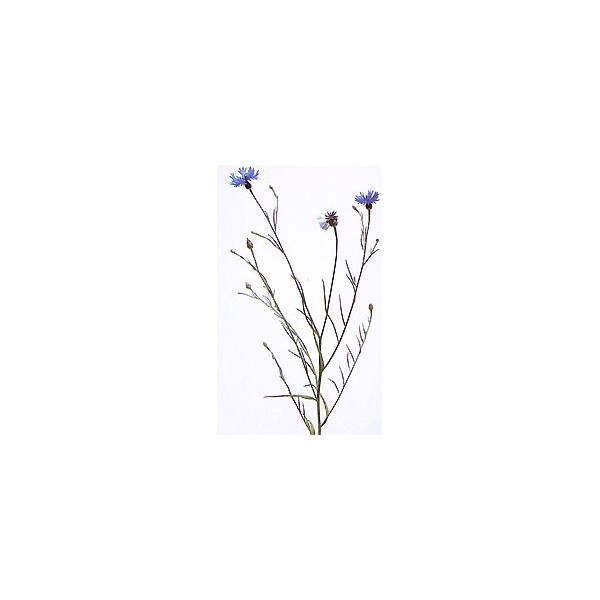 Bleuet - Fleurs en vrac