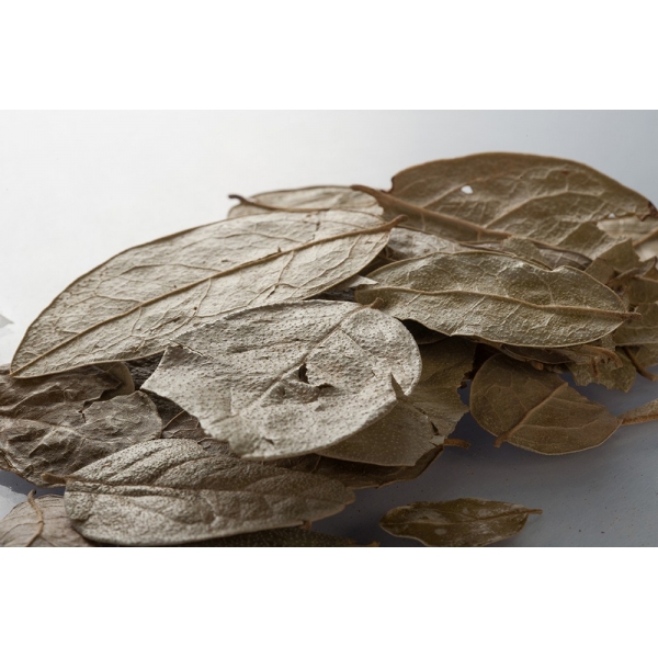 Boldo - Feuilles en vrac