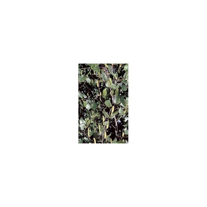 Bouleau - Feuilles en vrac