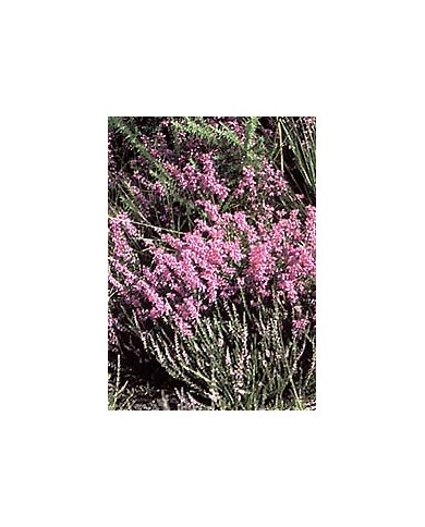 Bruyère - Fleurs en vrac BIO