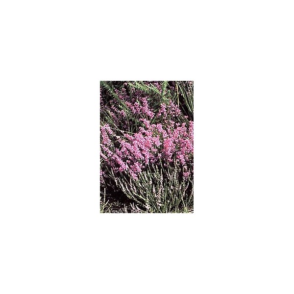 Bruyère - Fleurs en vrac BIO