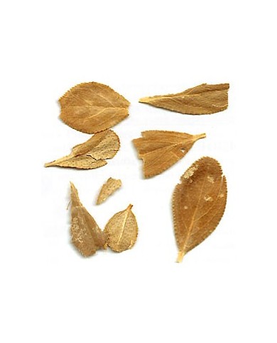 Buchu - Feuilles en vrac