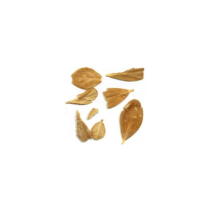 Buchu - Feuilles en vrac