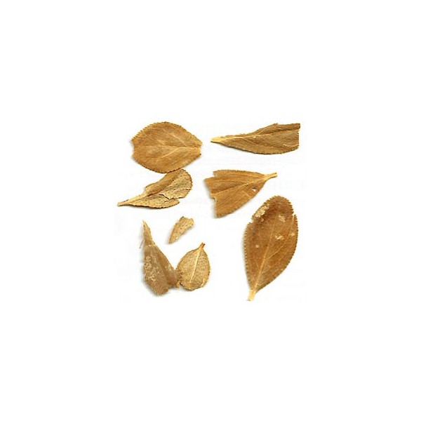 Buchu - Feuilles en vrac