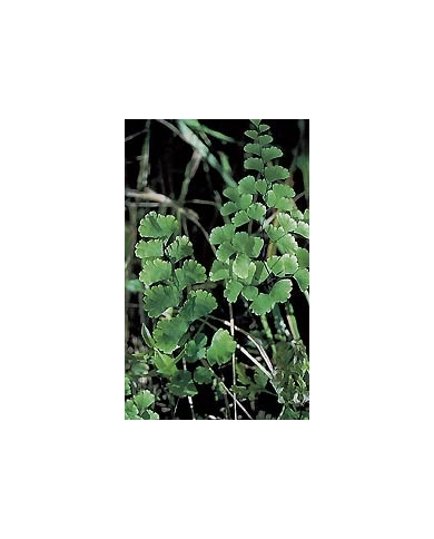 Capillaire vert - Fronde en vrac