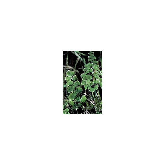 Capillaire vert - Fronde en vrac