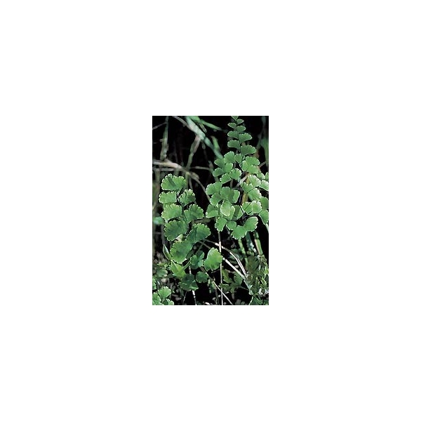 Capillaire vert - Fronde en vrac