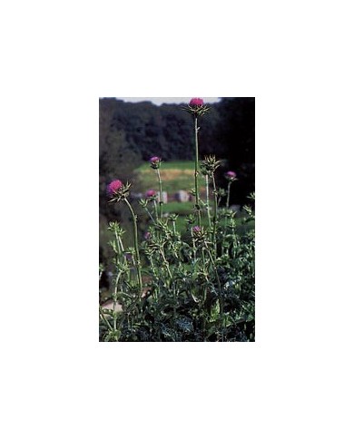 Chardon marie - parties aériennes en vrac BIO