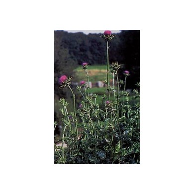 Chardon marie - parties aériennes en vrac BIO