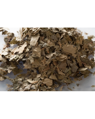 Chataignier - feuilles en vrac