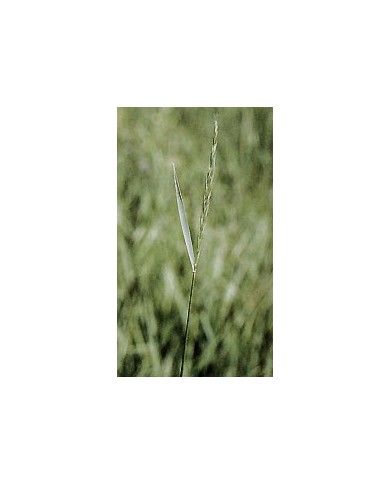 Chiendent - Rhizomes en vrac