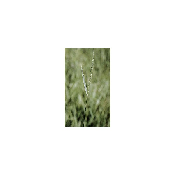 Chiendent - Rhizomes en vrac
