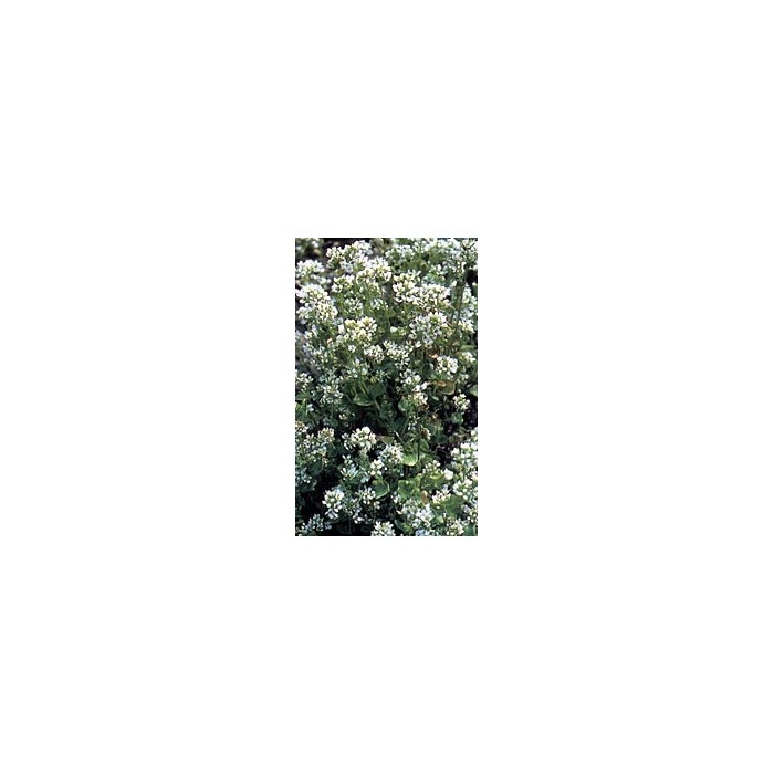 Cochléaire - Feuille en vrac
