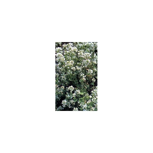Cochléaire - Feuille en vrac
