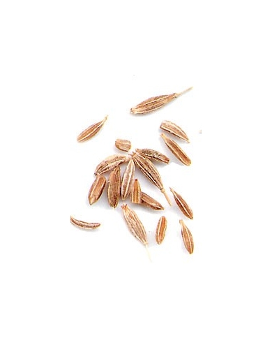 Cumin - semences en vrac
